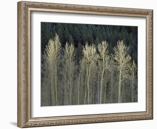 Cool Winter-Art Wolfe-Framed Photographic Print