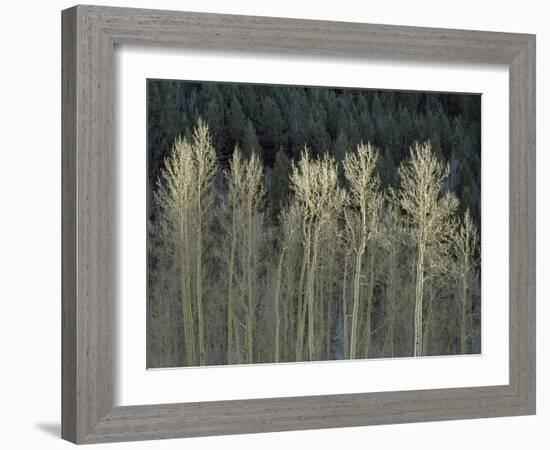 Cool Winter-Art Wolfe-Framed Photographic Print