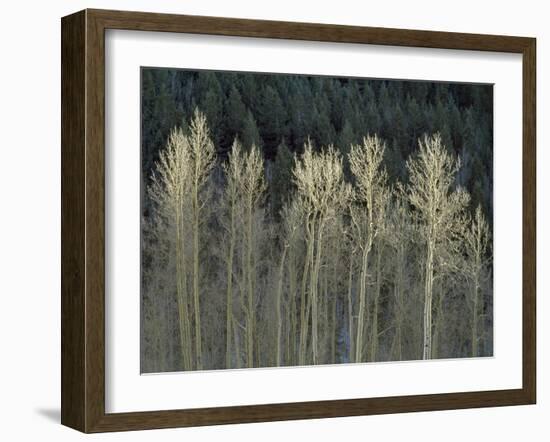 Cool Winter-Art Wolfe-Framed Photographic Print