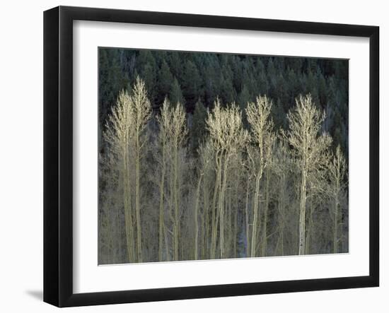 Cool Winter-Art Wolfe-Framed Photographic Print