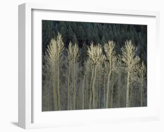 Cool Winter-Art Wolfe-Framed Photographic Print