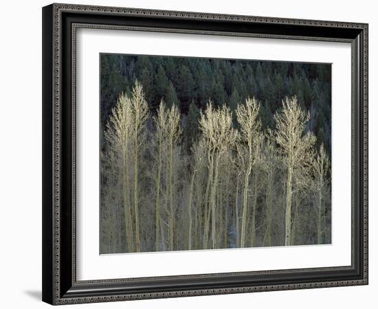 Cool Winter-Art Wolfe-Framed Photographic Print