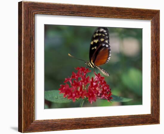 Coolie Butterfly, Butterfly World, Ft Lauderdale, Florida, USA-Michele Westmorland-Framed Photographic Print