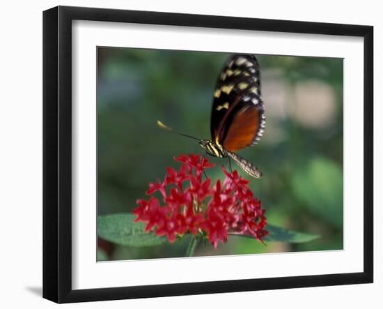 Coolie Butterfly, Butterfly World, Ft Lauderdale, Florida, USA-Michele Westmorland-Framed Photographic Print