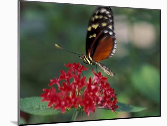 Coolie Butterfly, Butterfly World, Ft Lauderdale, Florida, USA-Michele Westmorland-Mounted Photographic Print