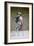 Coolie in Winter Dress, Japan, 1882-Felice Beato-Framed Giclee Print