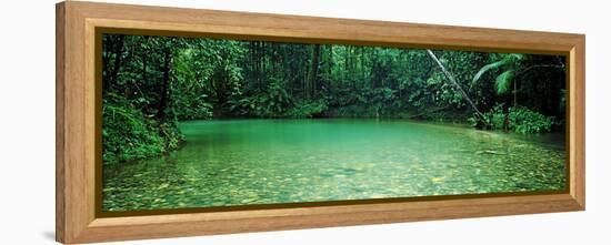 Cooper Creek Flowing Through a Forest, Cape Tribulation, Daintree River, Queensland, Australia-null-Framed Stretched Canvas