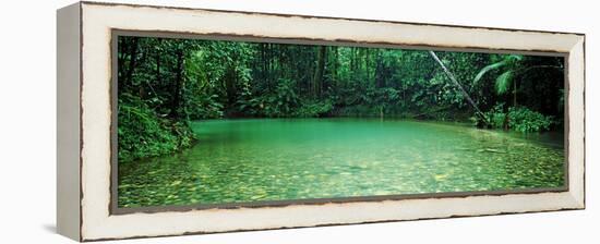 Cooper Creek Flowing Through a Forest, Cape Tribulation, Daintree River, Queensland, Australia-null-Framed Stretched Canvas