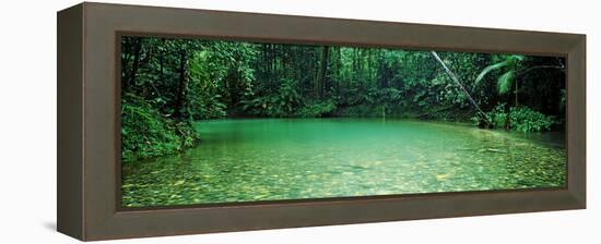 Cooper Creek Flowing Through a Forest, Cape Tribulation, Daintree River, Queensland, Australia-null-Framed Stretched Canvas