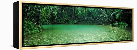 Cooper Creek Flowing Through a Forest, Cape Tribulation, Daintree River, Queensland, Australia-null-Framed Stretched Canvas