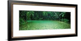 Cooper Creek Flowing Through a Forest, Cape Tribulation, Daintree River, Queensland, Australia-null-Framed Photographic Print