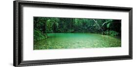 Cooper Creek Flowing Through a Forest, Cape Tribulation, Daintree River, Queensland, Australia-null-Framed Photographic Print