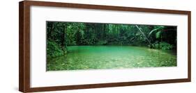 Cooper Creek Flowing Through a Forest, Cape Tribulation, Daintree River, Queensland, Australia-null-Framed Photographic Print