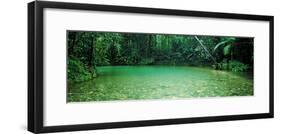 Cooper Creek Flowing Through a Forest, Cape Tribulation, Daintree River, Queensland, Australia-null-Framed Photographic Print