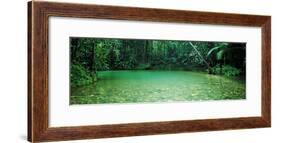 Cooper Creek Flowing Through a Forest, Cape Tribulation, Daintree River, Queensland, Australia-null-Framed Photographic Print