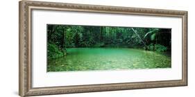 Cooper Creek Flowing Through a Forest, Cape Tribulation, Daintree River, Queensland, Australia-null-Framed Photographic Print