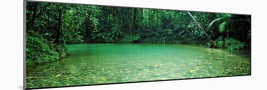 Cooper Creek Flowing Through a Forest, Cape Tribulation, Daintree River, Queensland, Australia-null-Mounted Photographic Print