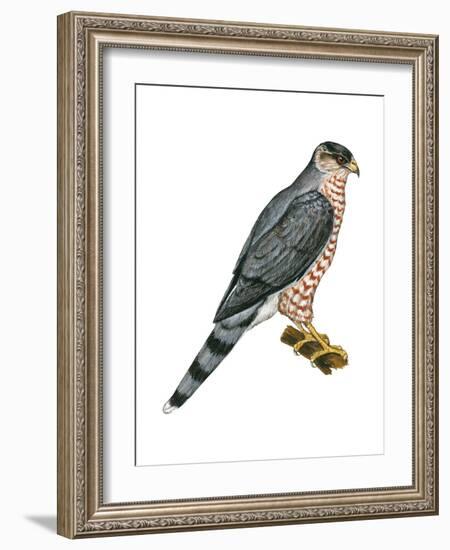 Cooper's Hawk (Accipiter Cooperi), Chicken Hawk, Birds-Encyclopaedia Britannica-Framed Art Print