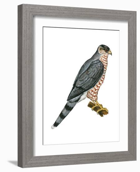 Cooper's Hawk (Accipiter Cooperi), Chicken Hawk, Birds-Encyclopaedia Britannica-Framed Art Print