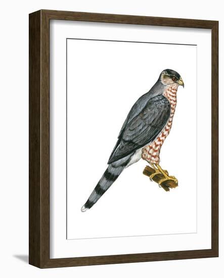 Cooper's Hawk (Accipiter Cooperi), Chicken Hawk, Birds-Encyclopaedia Britannica-Framed Art Print