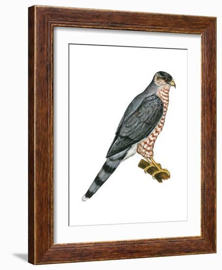 Cooper's Hawk (Accipiter Cooperi), Chicken Hawk, Birds-Encyclopaedia Britannica-Framed Art Print