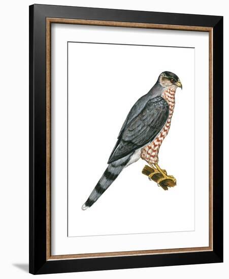 Cooper's Hawk (Accipiter Cooperi), Chicken Hawk, Birds-Encyclopaedia Britannica-Framed Art Print