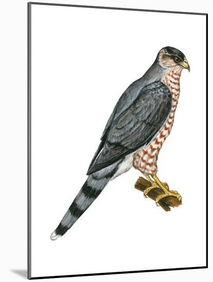 Cooper's Hawk (Accipiter Cooperi), Chicken Hawk, Birds-Encyclopaedia Britannica-Mounted Art Print