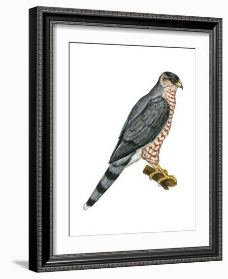 Cooper's Hawk (Accipiter Cooperi), Chicken Hawk, Birds-Encyclopaedia Britannica-Framed Art Print