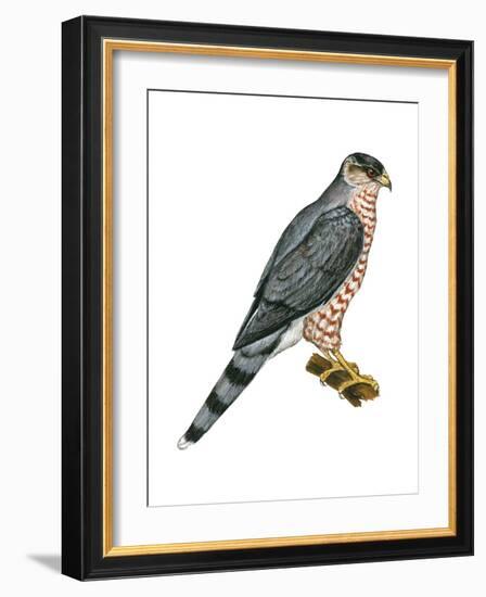 Cooper's Hawk (Accipiter Cooperi), Chicken Hawk, Birds-Encyclopaedia Britannica-Framed Art Print