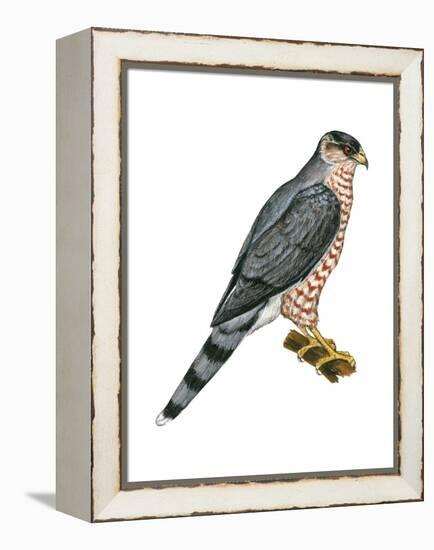 Cooper's Hawk (Accipiter Cooperi), Chicken Hawk, Birds-Encyclopaedia Britannica-Framed Stretched Canvas