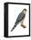 Cooper's Hawk (Accipiter Cooperi), Chicken Hawk, Birds-Encyclopaedia Britannica-Framed Stretched Canvas