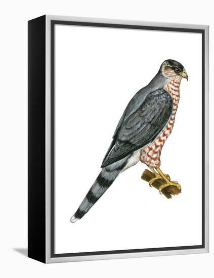 Cooper's Hawk (Accipiter Cooperi), Chicken Hawk, Birds-Encyclopaedia Britannica-Framed Stretched Canvas
