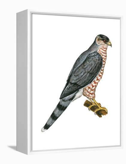 Cooper's Hawk (Accipiter Cooperi), Chicken Hawk, Birds-Encyclopaedia Britannica-Framed Stretched Canvas