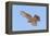 Cooper's Hawk Immature in Flight-null-Framed Premier Image Canvas
