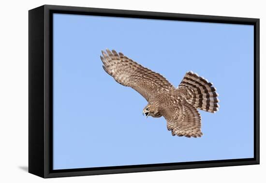 Cooper's Hawk Immature in Flight-null-Framed Premier Image Canvas