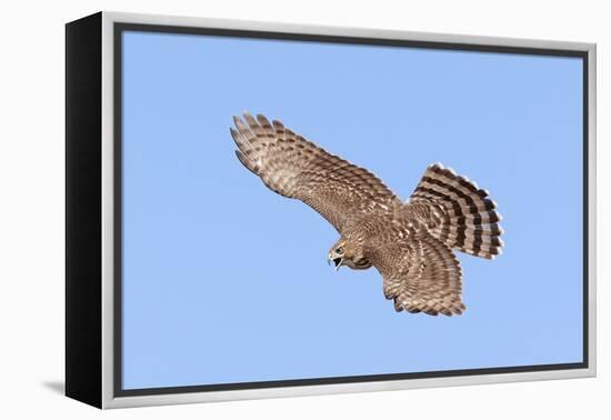 Cooper's Hawk Immature in Flight-null-Framed Premier Image Canvas