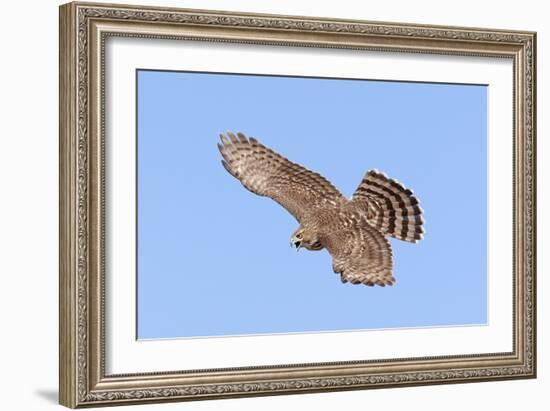 Cooper's Hawk Immature in Flight-null-Framed Photographic Print