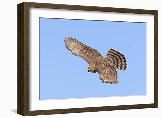 Cooper's Hawk Immature in Flight-null-Framed Photographic Print