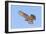 Cooper's Hawk Immature in Flight-null-Framed Photographic Print