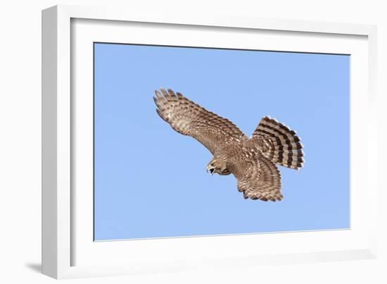 Cooper's Hawk Immature in Flight-null-Framed Photographic Print
