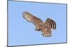 Cooper's Hawk Immature in Flight-null-Mounted Photographic Print