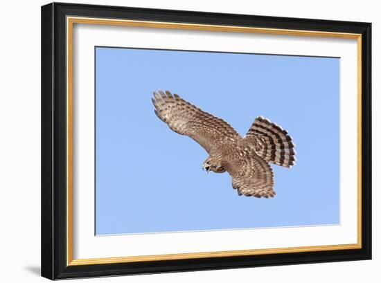 Cooper's Hawk Immature in Flight-null-Framed Photographic Print