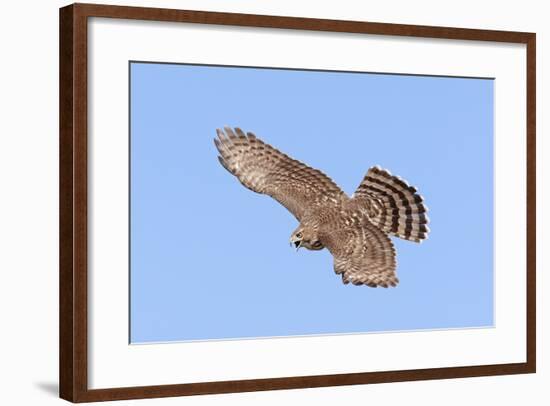 Cooper's Hawk Immature in Flight-null-Framed Photographic Print