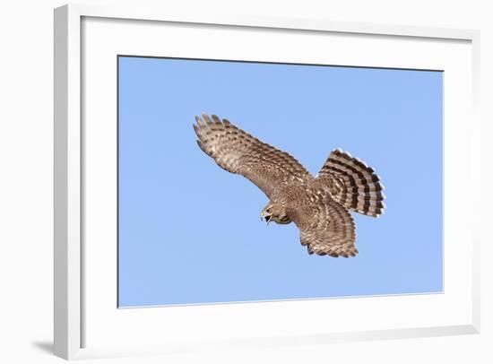 Cooper's Hawk Immature in Flight-null-Framed Photographic Print