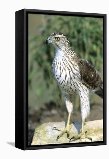 Cooper's Hawk Immature, Starr County, Texas-Richard and Susan Day-Framed Premier Image Canvas