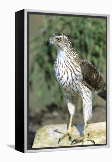 Cooper's Hawk Immature, Starr County, Texas-Richard and Susan Day-Framed Premier Image Canvas