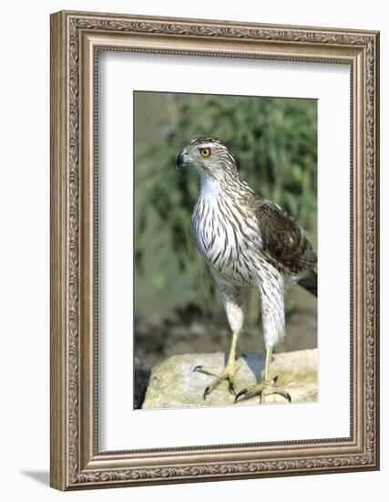 Cooper's Hawk Immature, Starr County, Texas-Richard and Susan Day-Framed Photographic Print