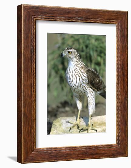 Cooper's Hawk Immature, Starr County, Texas-Richard and Susan Day-Framed Photographic Print