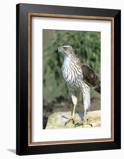 Cooper's Hawk Immature, Starr County, Texas-Richard and Susan Day-Framed Photographic Print