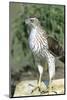 Cooper's Hawk Immature, Starr County, Texas-Richard and Susan Day-Mounted Photographic Print